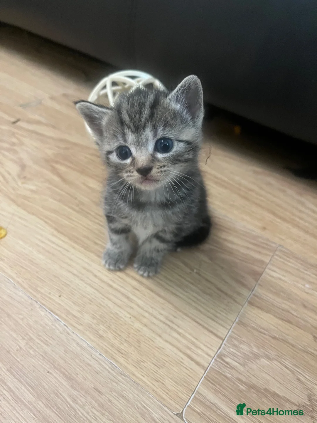 Mixed Breed cats for sale: Tabby Kitten - Advert 9