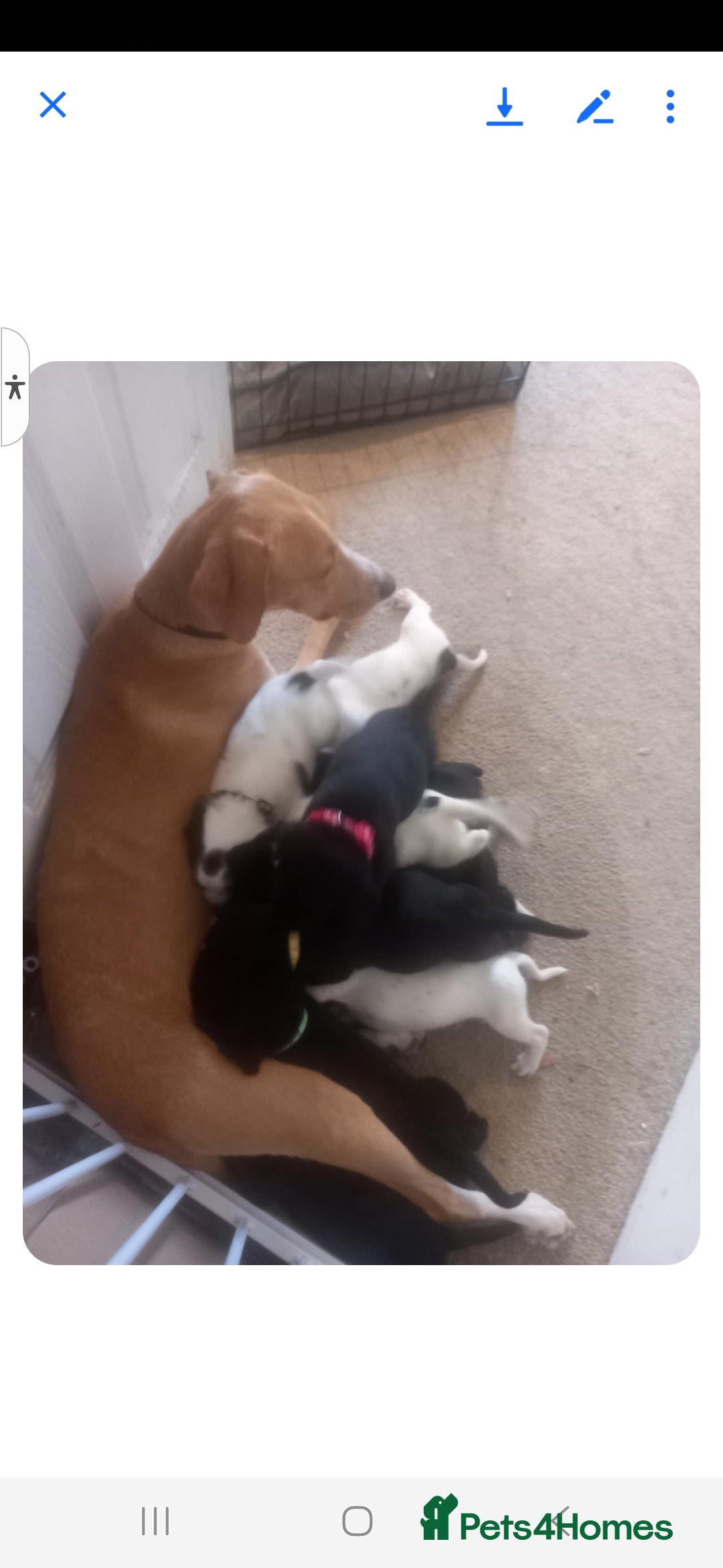 Mixed Breed dogs for sale: Splurcherpoo puppys - Image 2
