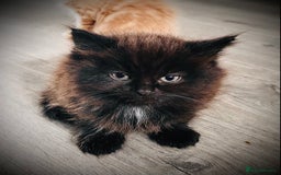 British Longhair cats for sale: 4 gorgeous fluffy kittens - Image 7