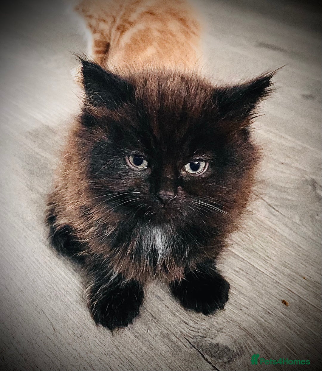 British Longhair cats for sale: 4 gorgeous fluffy kittens - Image 7