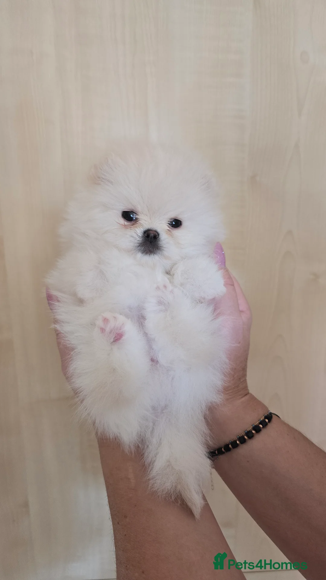 Pomeranian dogs for sale: Stunning  Teddy Bear Pomeranian   - Advert 13