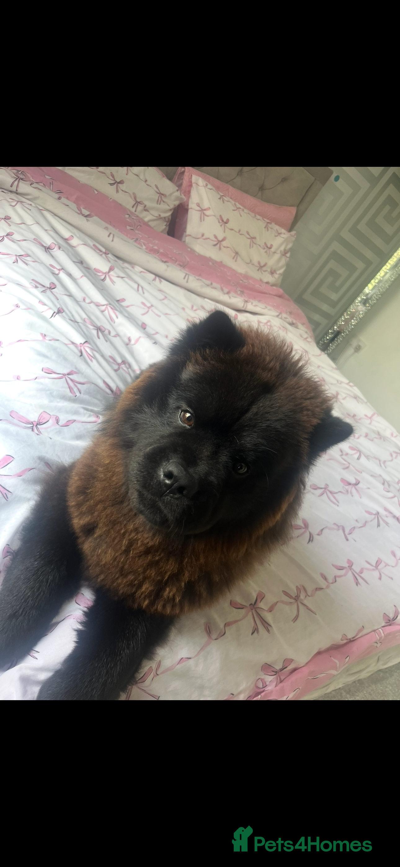 Chow Chow dogs Female Chow chow Bear - Advert 1