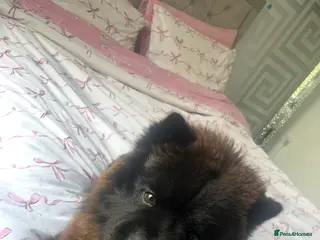 Chow Chow dogs Female Chow chow Bear - Advert 1