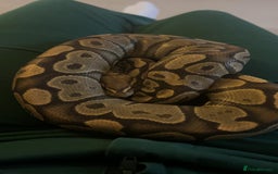 Snake reptiles for sale: Male Royal Python With Full Setup  - Image 1