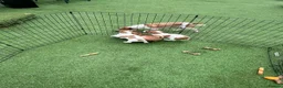 Jack Russell dogs for sale: Beautiful jack Russell puppies  in Burford - Advert 7