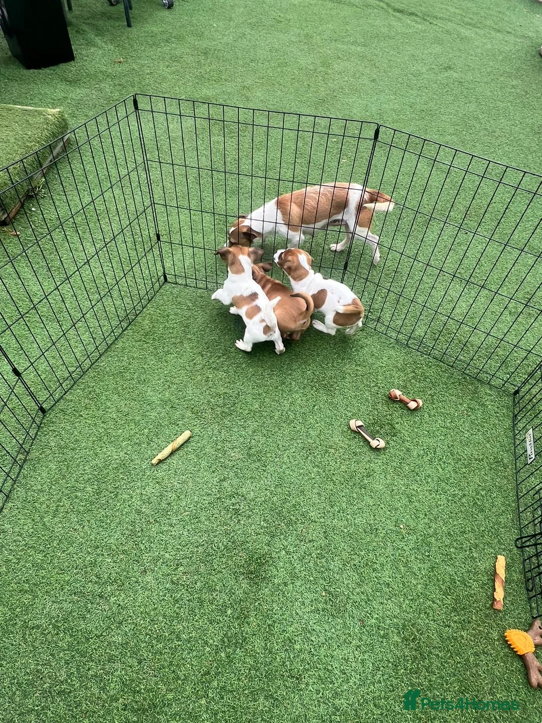 Jack Russell dogs for sale: Beautiful jack Russell puppies  in Burford - Advert 7