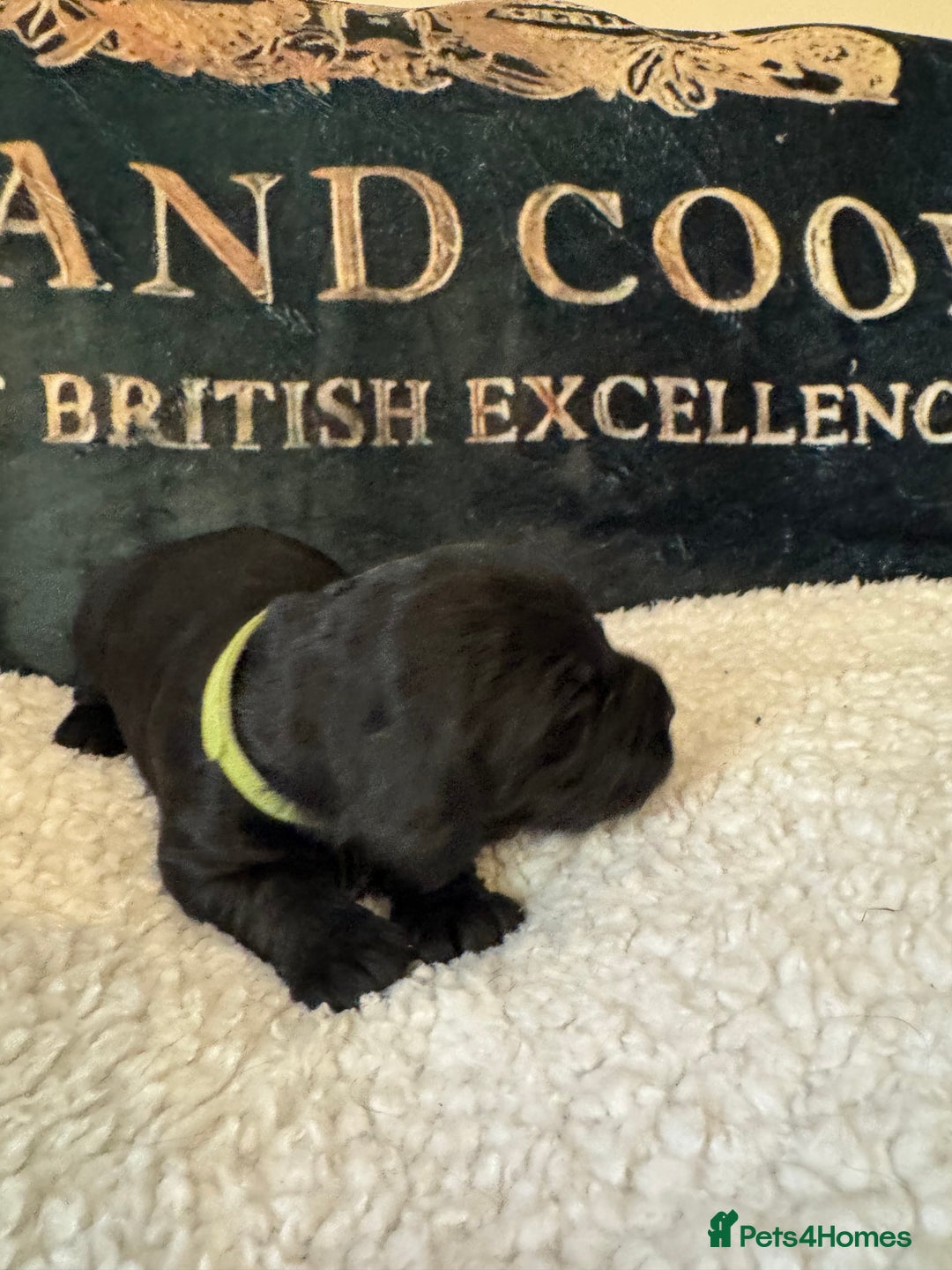 Cocker Spaniel dogs for sale: A gorgeous litter of WCS - Advert 7