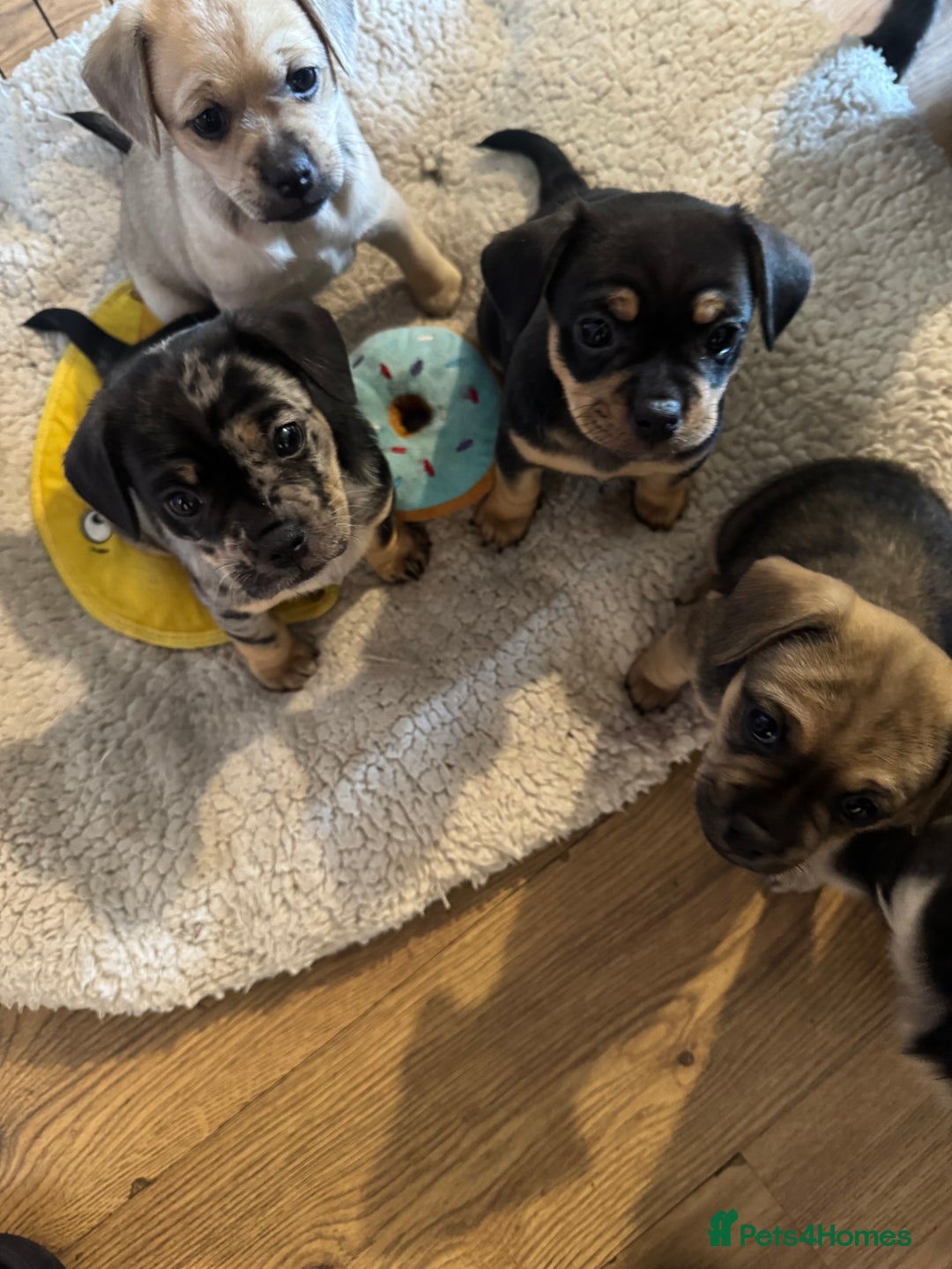 Mixed Breed dogs for sale: French Bulldog/Manchester Terrier hybrid. - Image 3