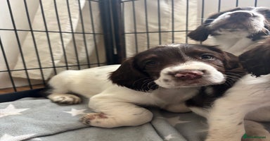 English Springer Spaniel dogs - Advert 1