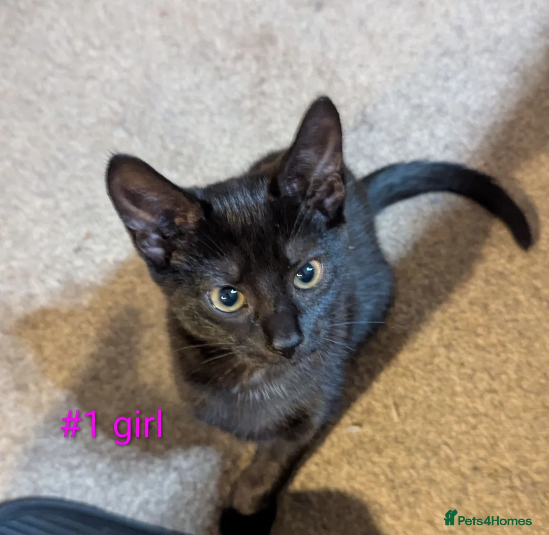 Mixed Breed cats for sale: Kittens  - Advert 2