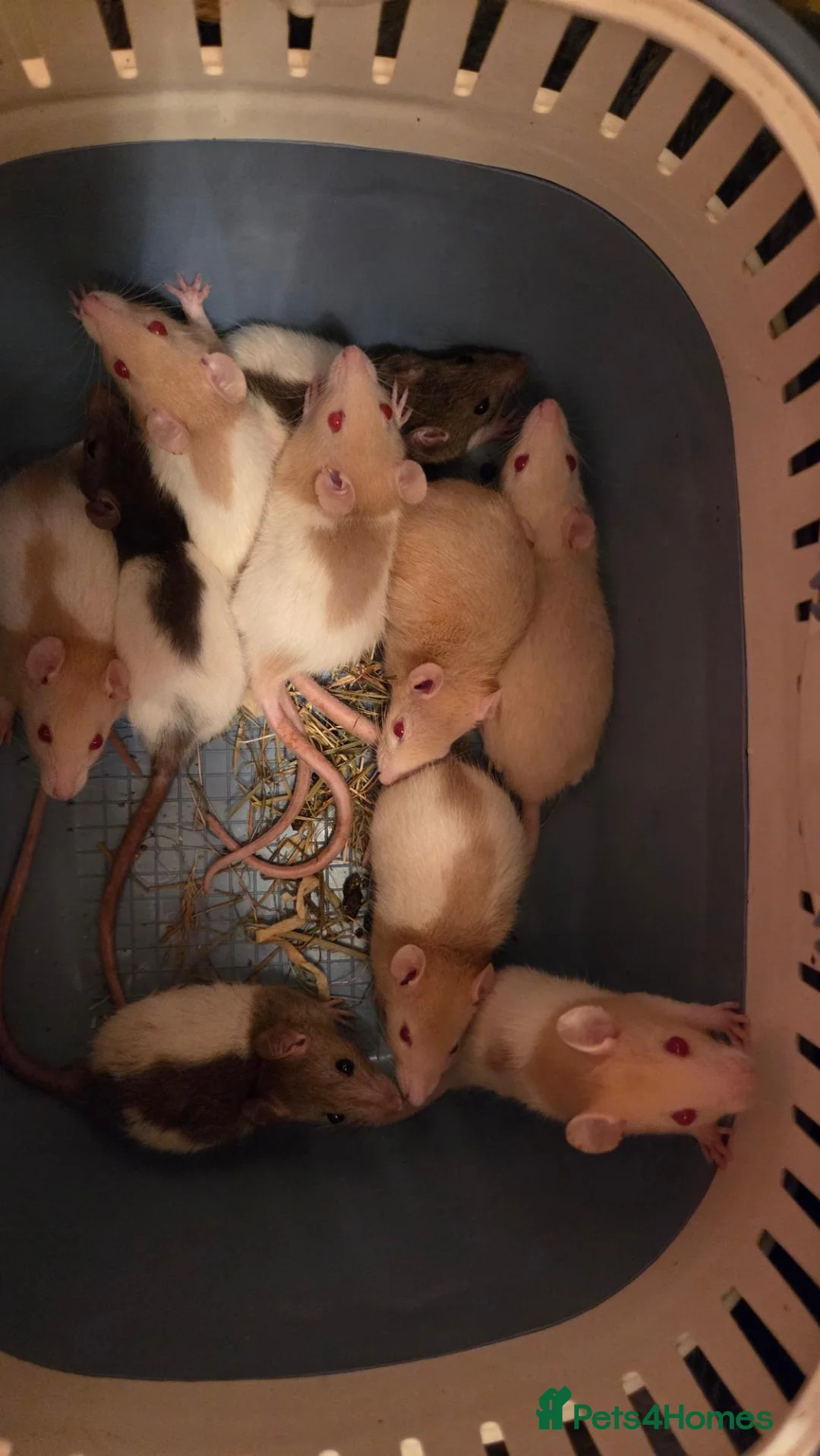 Rat rodents for sale: 32 male &female rats   - Advert 3