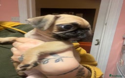 Pug dogs for sale: Beautiful tiny pug x pugalier puppy - Image 2