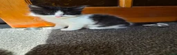 Mixed Breed cats for sale: Kittens in Elgin - Advert 9