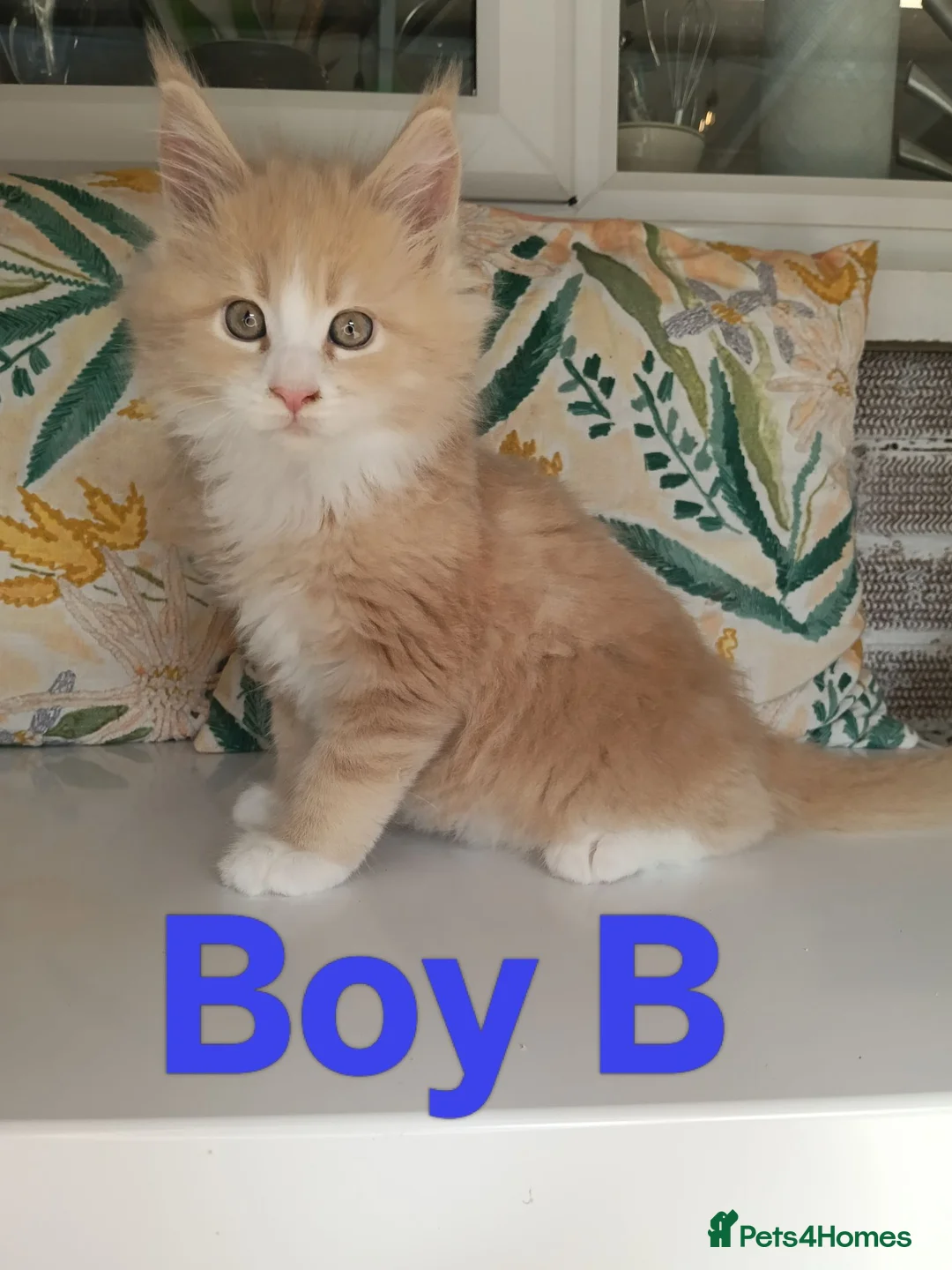 Maine Coon cats for sale: Maine Coon Family "Puuure Love" kittens available  - Advert 16