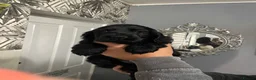 Cocker Spaniel dogs for sale: Stunning show type cocker spaniel puppies  - Advert 1