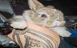 Mini Lion Lop rabbits for sale: Mini Holland lops/ lion lops - Image 3