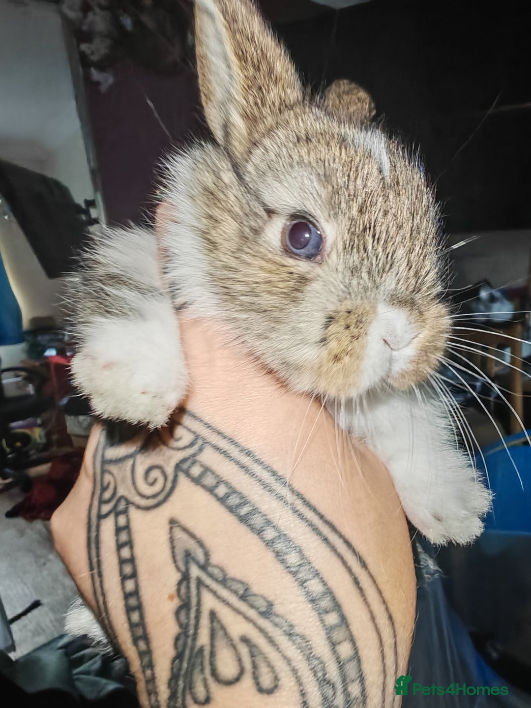 Mini Lion Lop rabbits for sale: Mini Holland lops/ lion lops - Image 3