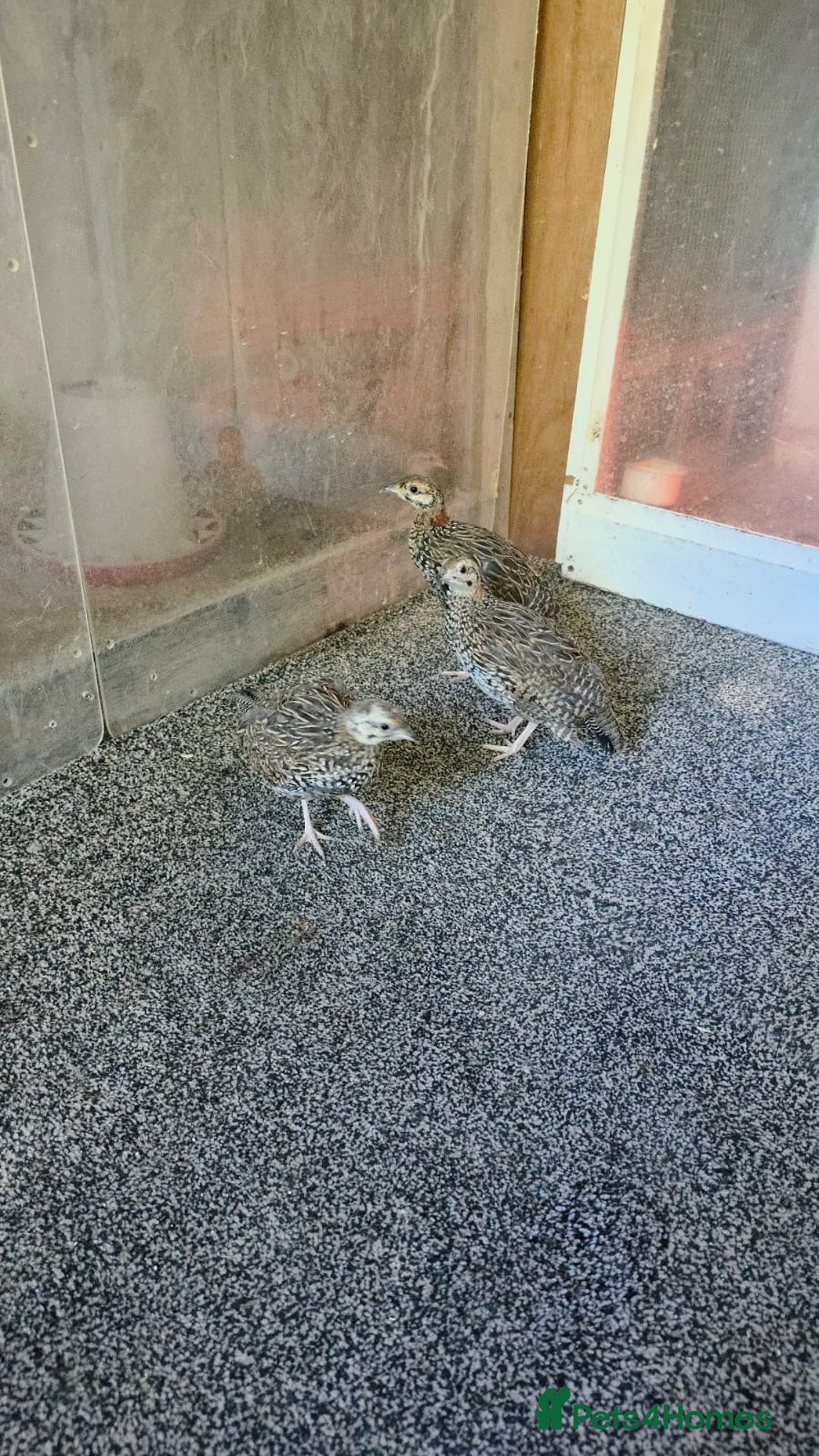 Pheasants poultry for sale: Black Franklin Babies  - Image 1