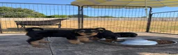 Airedale Terrier dogs for sale: 🌟 One Girl Available 🌟  - Advert 24