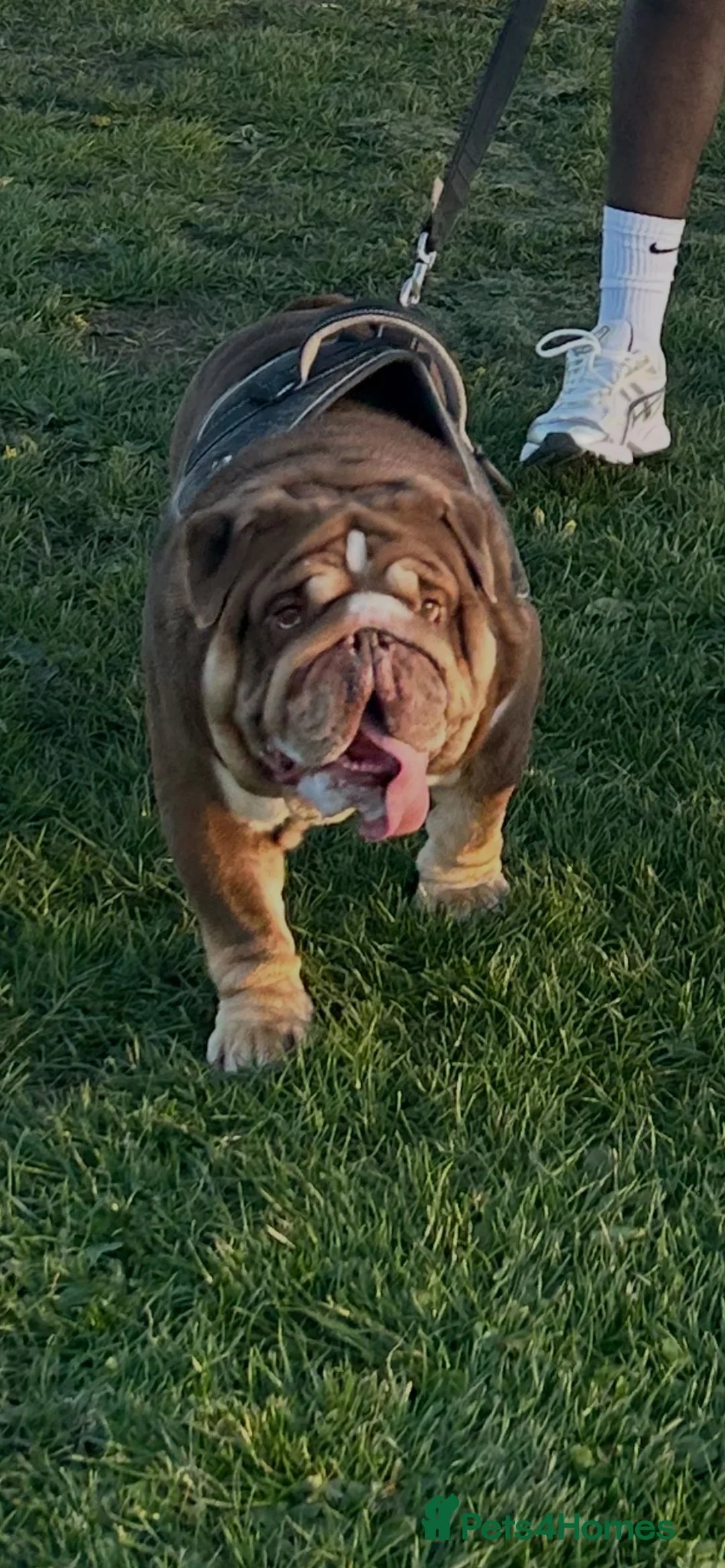 English Bulldog dogs for stud: Teddy - Advert 2