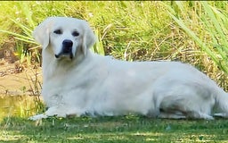 Golden Retriever dogs for sale: Newmiller Retrievers Upcoming Litter Announcement  - Advert 10