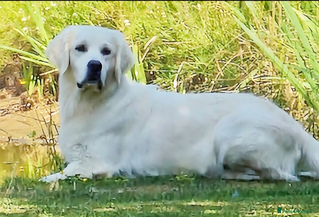 Golden Retriever dogs for sale: Newmiller Retrievers Upcoming Litter Announcement  - Advert 10