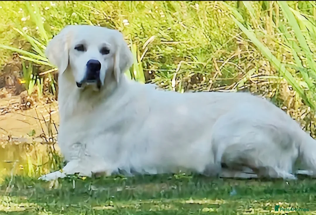 Golden Retriever dogs for sale: Newmiller Retrievers - One Girl Avaliable  - Advert 19