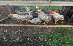 Chickens poultry for sale: Cream Legbar Cockerels - Image 3