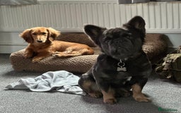 French Bulldog dogs for sale: French bulldog fluffy male  - Advert 5