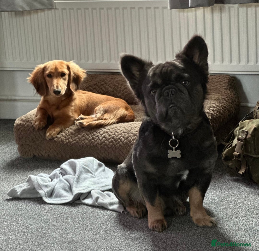 French Bulldog dogs for sale: French bulldog fluffy male  - Advert 5