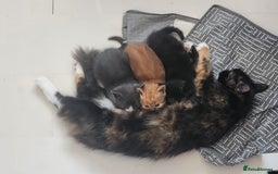 Mixed Breed cats for sale: Gorgeous Kittens  - Image 6
