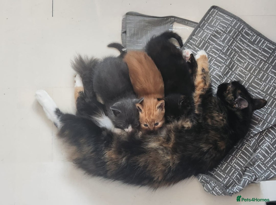 Mixed Breed cats for sale: Gorgeous Kittens  - Image 6