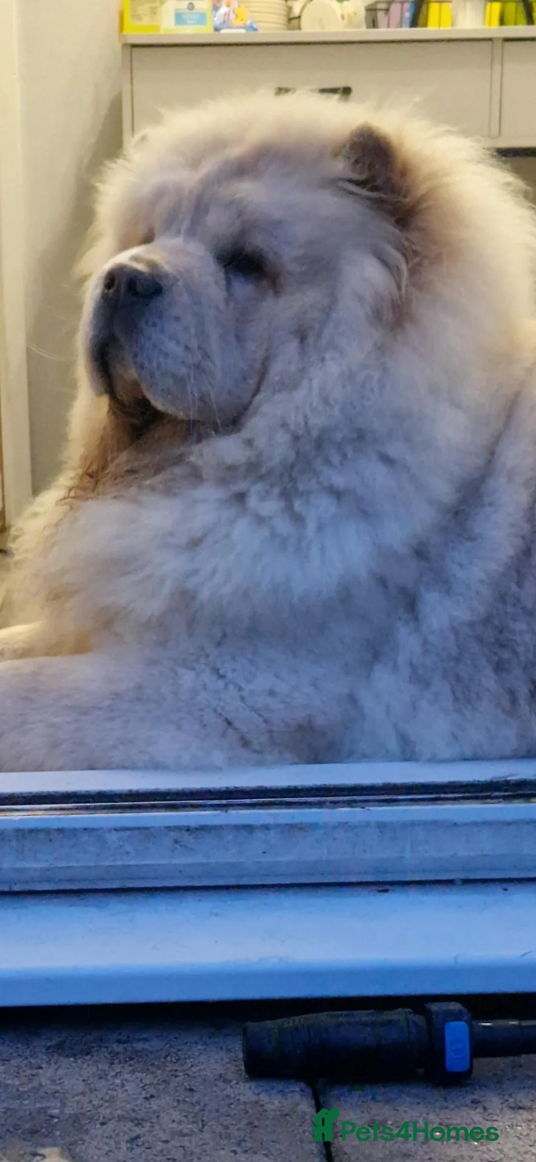 Chow Chow dogs for sale: Ready Now Chow Puppy's  - Advert 2