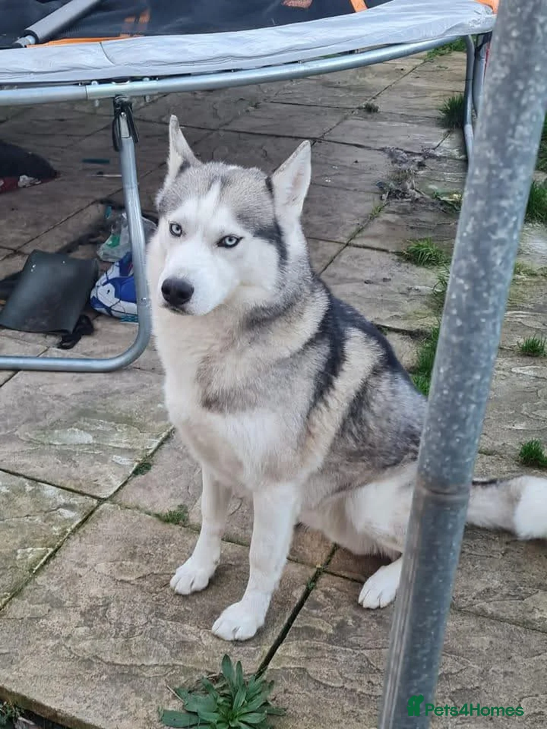 Siberian Husky dogs for sale: Pure Bred Siberian Husky Puppies in Rhyl - Advert 2