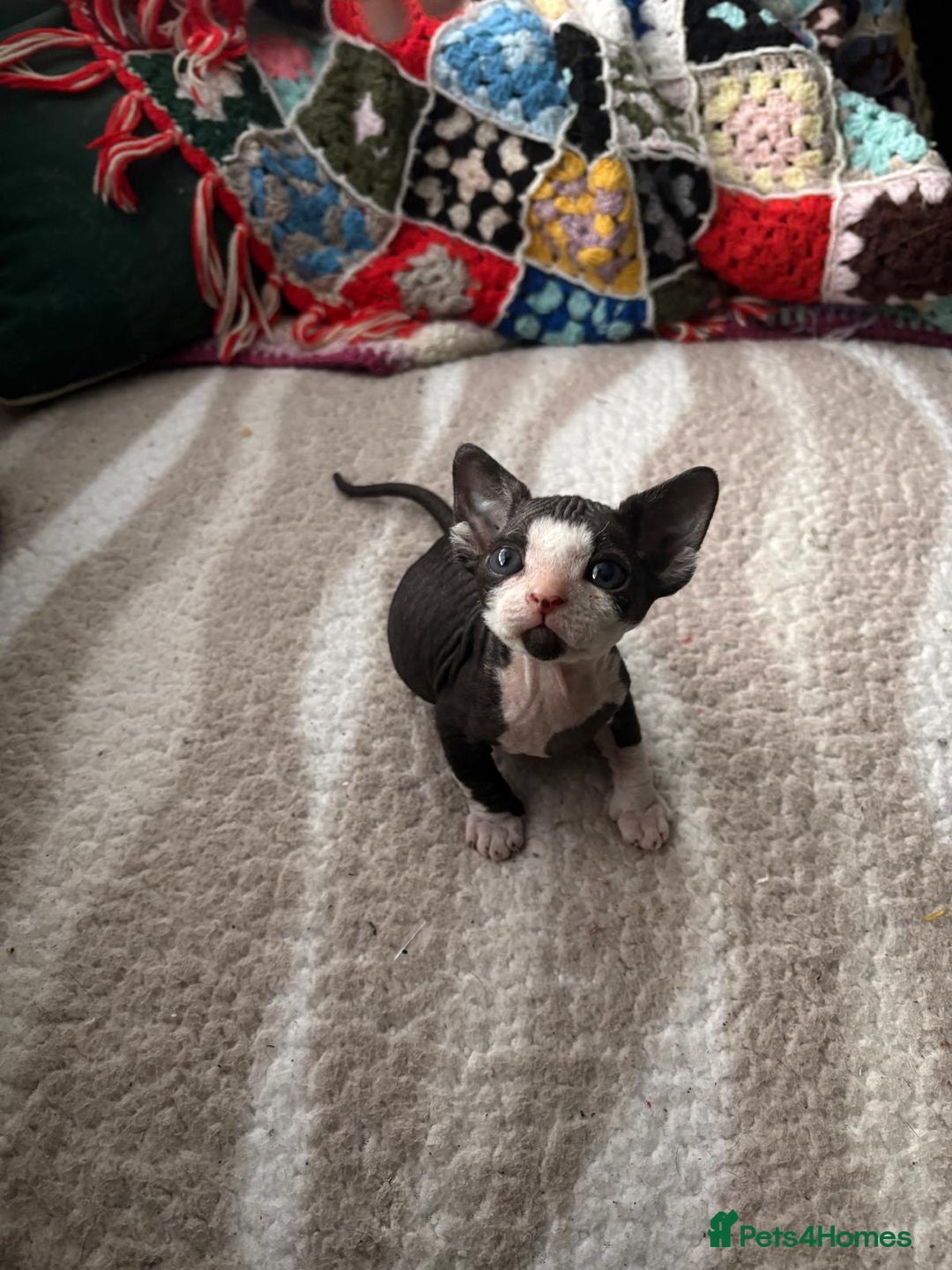 Sphynx cats for sale: Sphynx kitten £350 - £450 - Advert 10