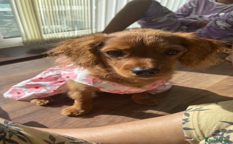 Cavapoo dogs - Advert 1