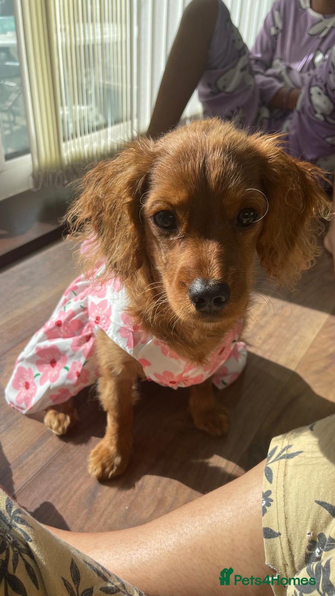 Cavapoo dogs for sale: Female 4 Month Cavapoo - Hazel - Image 1