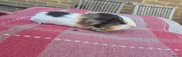 Guinea Pig rodents for sale: Guinea pigs in Salisbury - Advert 4