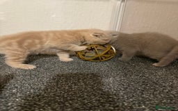 Scottish Fold cats for sale: 3 Adorable Scottish Fold Kittens🩷💙🩷 - Image 24