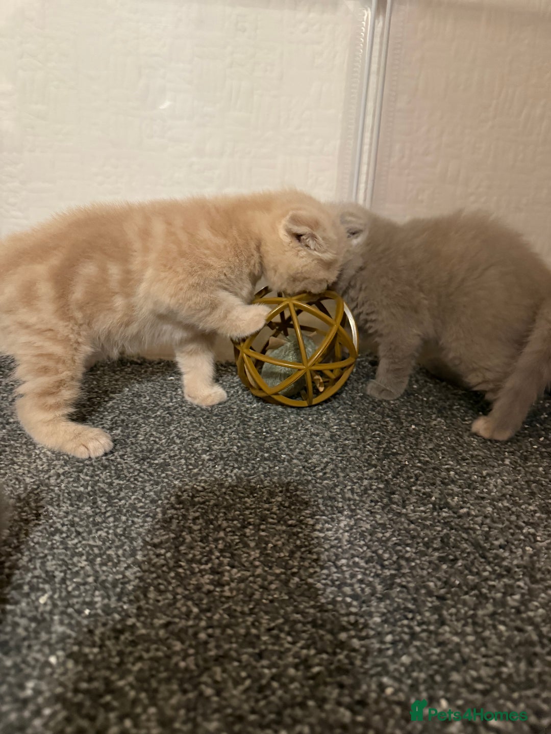 Scottish Fold cats for sale: 3 Adorable Scottish Fold Kittens🩷💙🩷 - Image 24