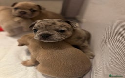 French Bulldog dogs for sale: French bulldog puppies - Image 10