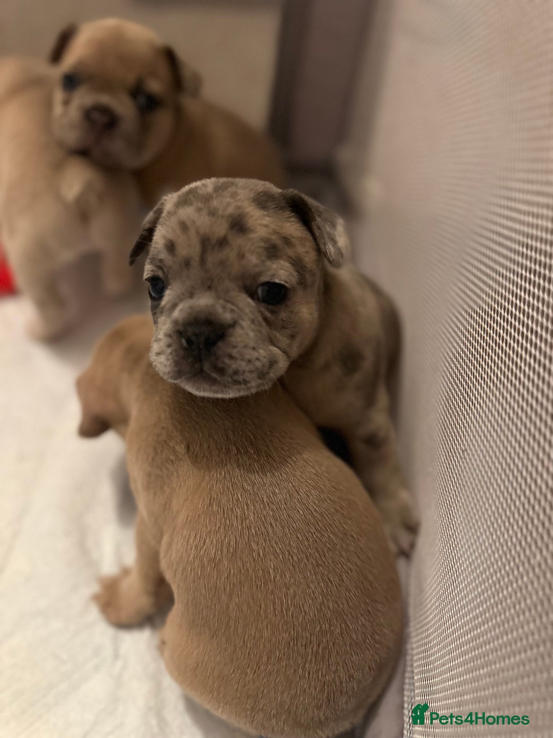 French Bulldog dogs for sale: French bulldog puppies - Image 10