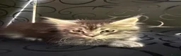 Maine Coon cats for sale: Beautiful Mainecoon kittens ready for loving homes in Rochdale - Advert 2