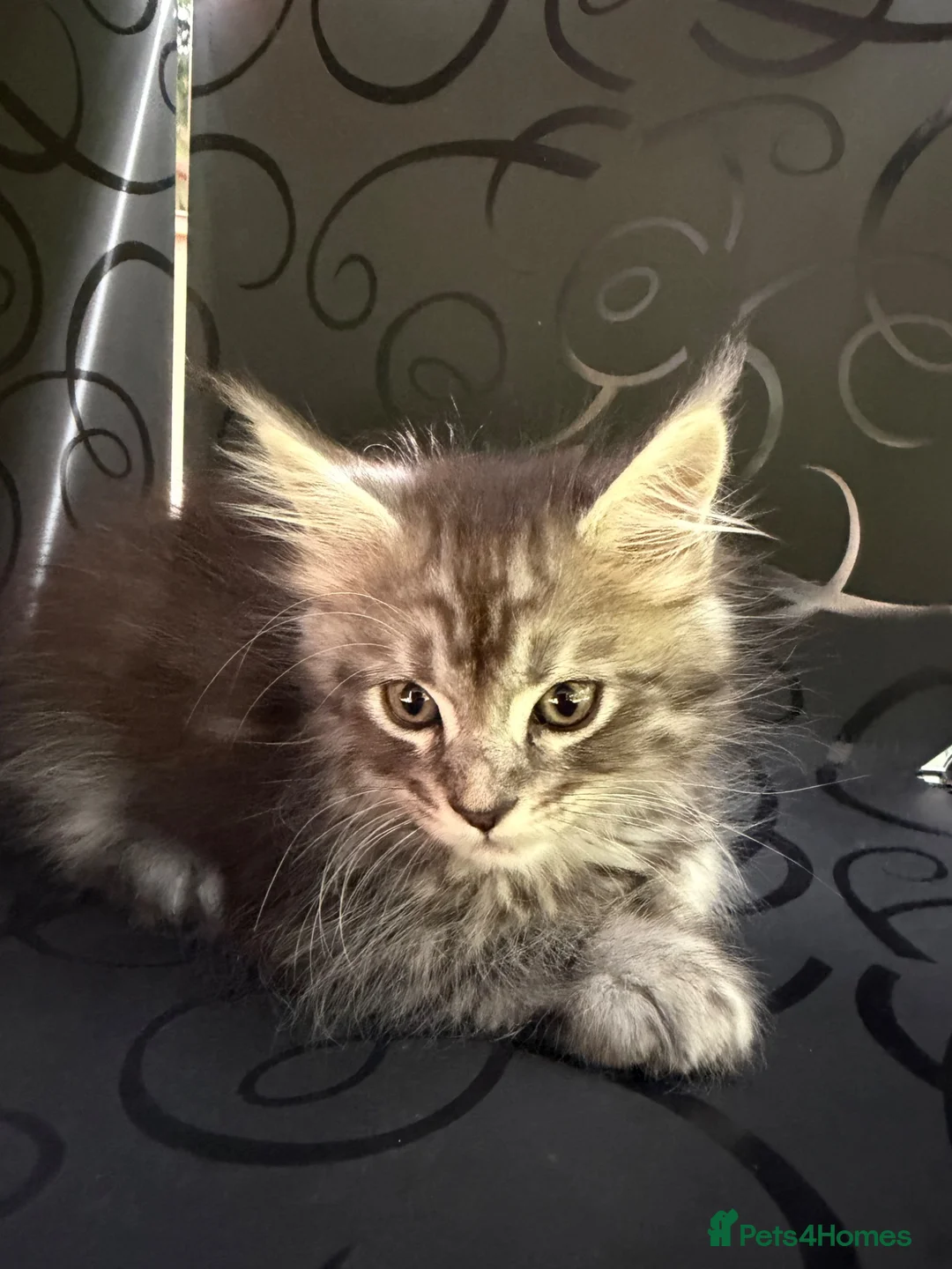 Maine Coon cats for sale: Beautiful Mainecoon kittens ready for loving homes in Rochdale - Advert 2
