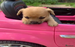 Mixed Breed dogs for sale: Stunning chihuahua x puppys - Image 13