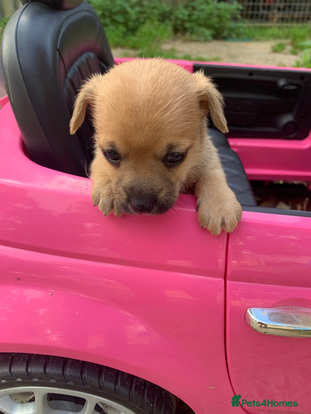 Mixed Breed dogs for sale: Stunning chihuahua x puppys - Image 13