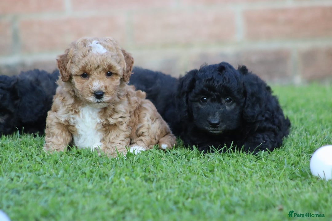 Cavapoochon dogs for sale: Cavapoochon puppies for sale - Image 15