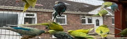 Mixed Breed birds for sale: Aviary birds wanted , any type considered please - Advert 8