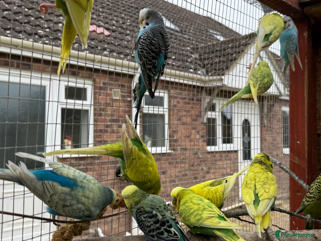 Mixed Breed birds for sale: Aviary birds wanted , any type considered please - Advert 8