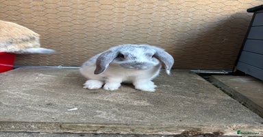 French Lop rabbits - Advert 11